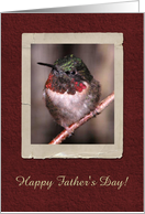 Hummingbird, Happy...