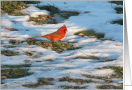 Redbird in the Snow!...