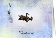 Duck Family, Thank...