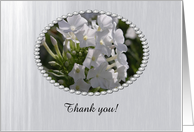 White Phlox Flowers,...