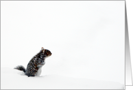 Squirrel in the Snow...