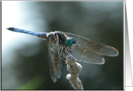 Blue Dragonfly!...