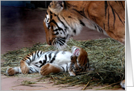 Playful Tiger Cub!,...