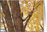 Redheaded Woodpecker...