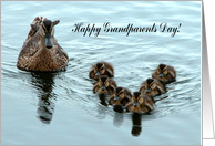 Duck Formation,...