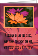 Gerber Daisies, From...