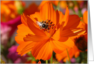 Marigold with Bee,...