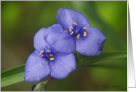 Blue wildflower
