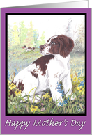 Brittany Spaniel...