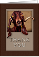 Thank You, Goat in...