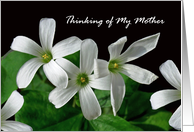 Mother Thinking of...