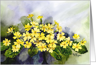 Primroses