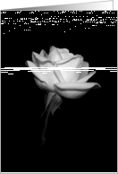 White Rose - Wedding...