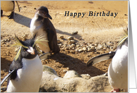 Penguins Birthday