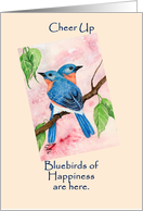 bluebird card