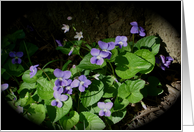 Violets