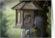 Squirrel In Bird...