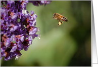 Bee in Flight