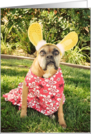 Easter, Boxer with...
