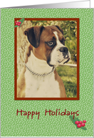 Boxer Happy Holidays