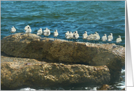 Gulf Shore Birds...