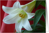 Easter Lily With Red