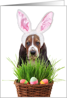 Easter Basset Hound...