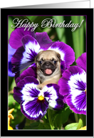 Happy Birthday Pug...