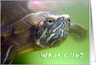 What's Up? ~ Turtle