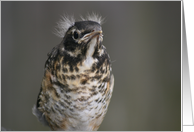 Baby Robin