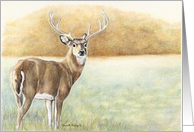 whitetail Deer Card