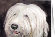 Old English Sheepdog...