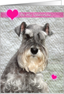 Valentine Schnauzer