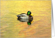 Mallard Duck On...