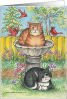 Cats In Birdbath...
