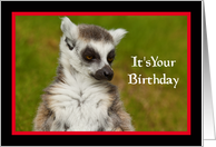 Lemur Birthday