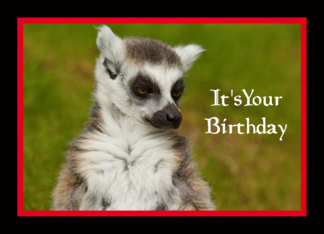 Lemur Birthday