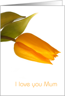 Yellow tulip on wite...
