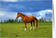 A horse posing