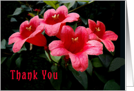 Thank you, Neighbor Red Flowers card