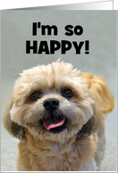 Happy Shih Tzu Happy...