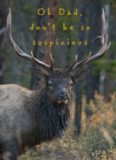 Bull Elk smirks at...