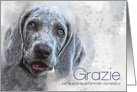 Italian Grazie Thank You for Pet Sitting Watercolor Weimaraner Blank card