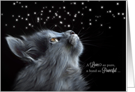 Pet Sympathy Loss of a Cat Gray Cat Photograph card