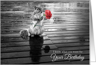 Birthday Squirrel...