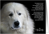 Great Pyrenees Dog...
