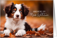 New Puppy Announcement Australian Shepherd Puppy Dog card