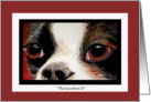 Watercolor painting of a Boston Terrier’s Eyes for a Birthday card