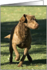 All Occasion Card - featuring a Chesapeake Bay Retriever card