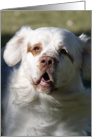All Occasion Card - featuring a Clumber Spaniel card